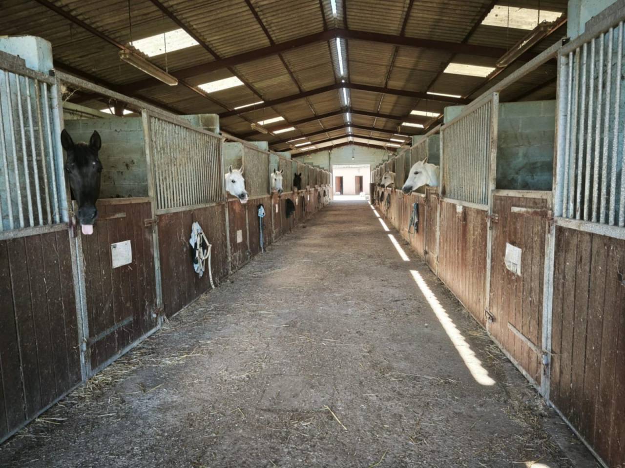 Stoeterij Koop Yonne