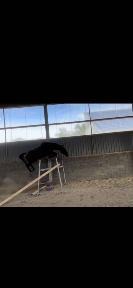 Merrie Selle Français Te koop 2022 Donker bruin / bai