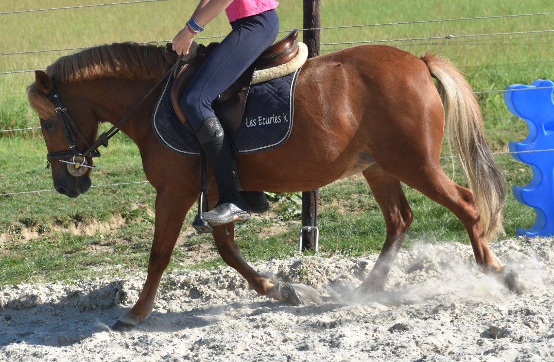 Merrie Ras onbekend Te koop 2014 Vos