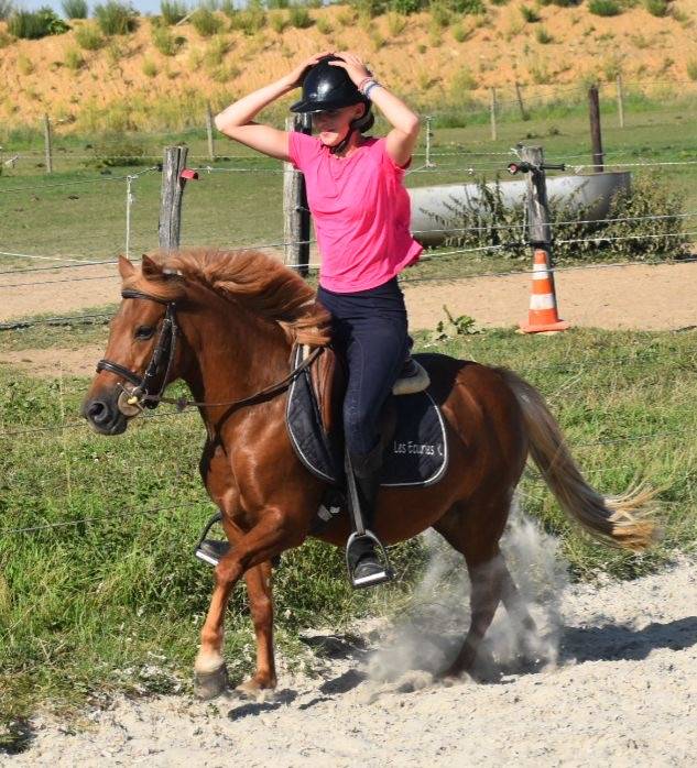 Merrie Ras onbekend Te koop 2014 Vos