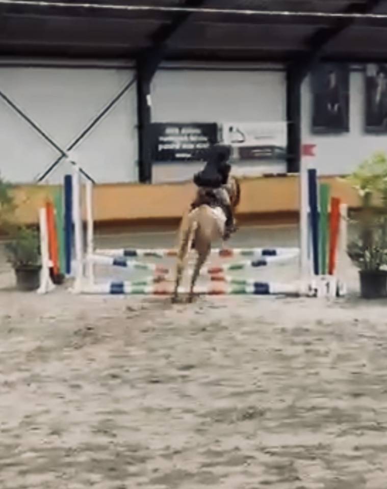 Merrie Ras onbekend Te koop 2014 Vos