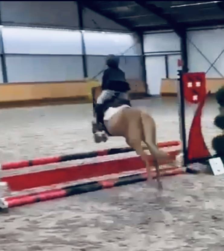 Merrie Ras onbekend Te koop 2014 Vos