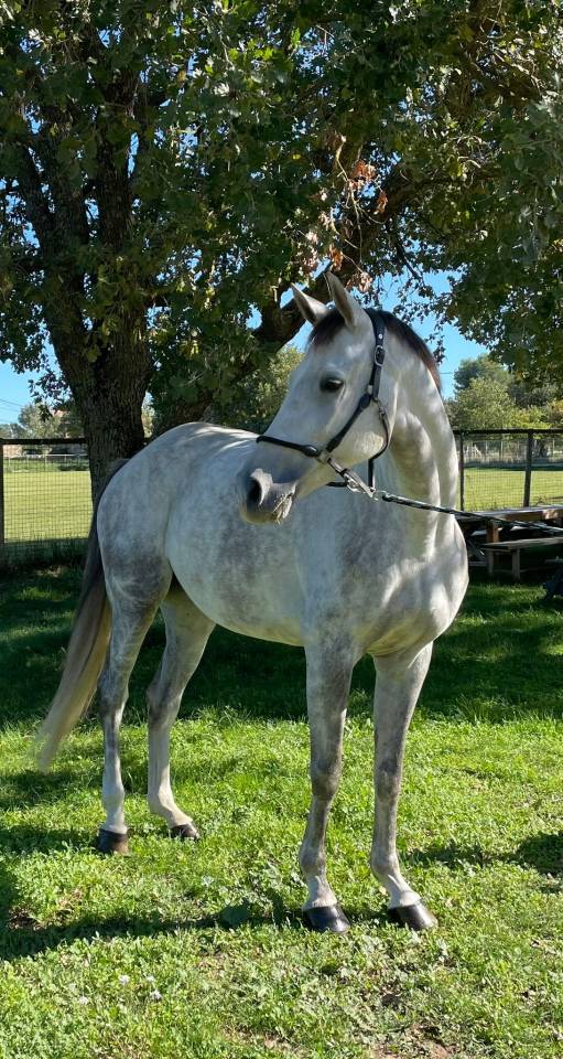 Merrie Selle Français Te koop 2019 Schimmel