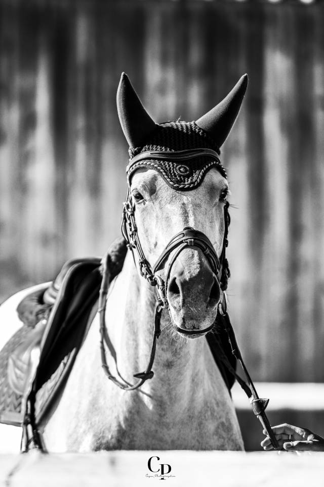 Merrie Selle Français Te koop 2019 Schimmel