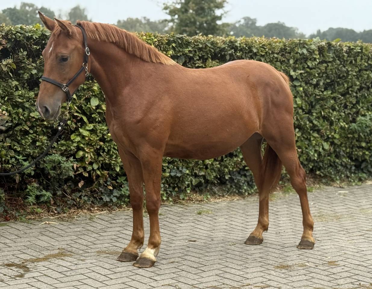 Aansprekende D pony merrie met allround kwaliteit !