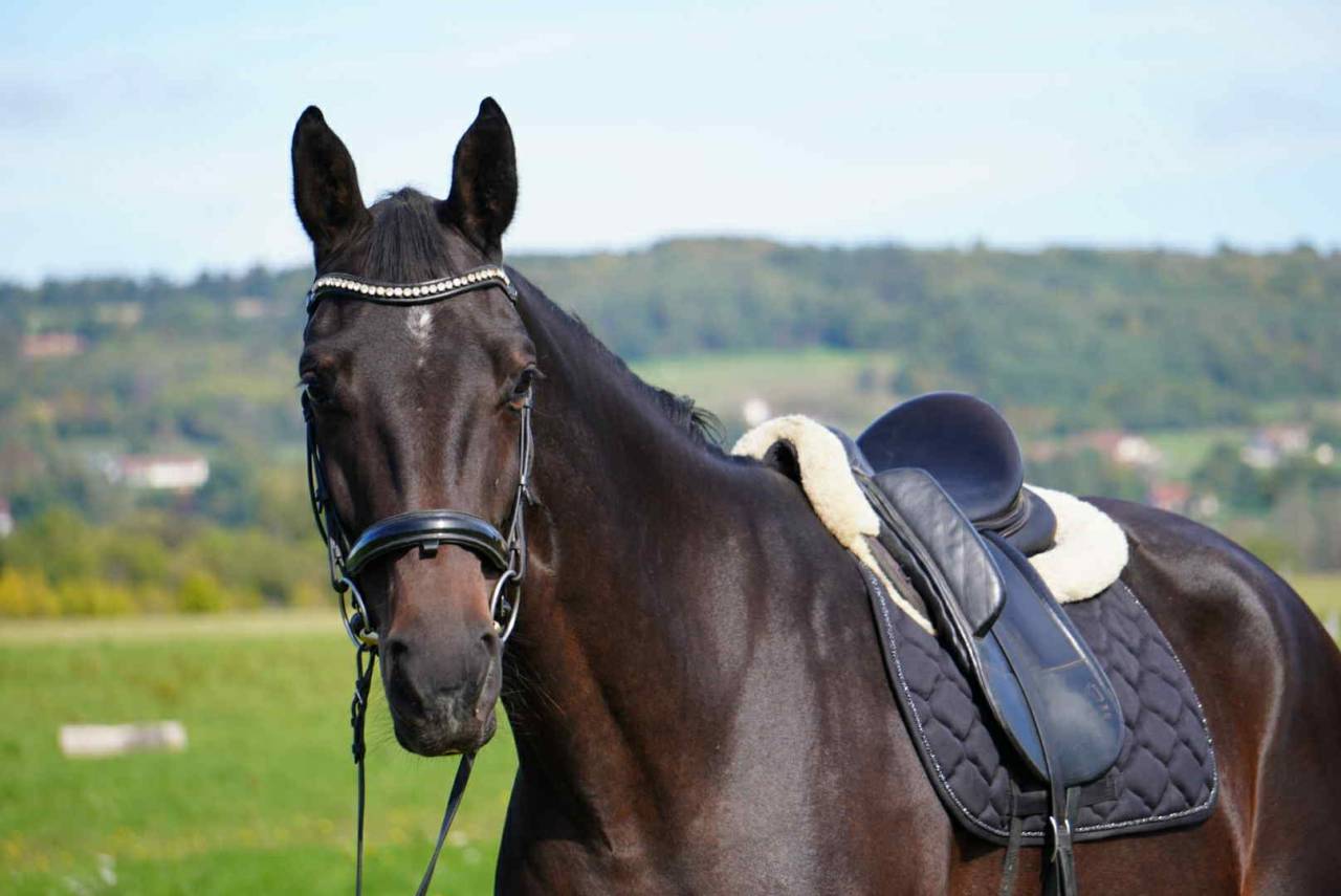 Merrie Selle Français Te koop 2020 Bruin / Bai