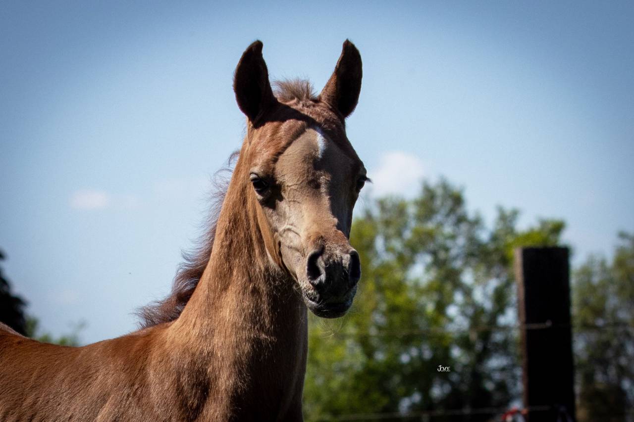 Arabisch volbloed colt (2025)