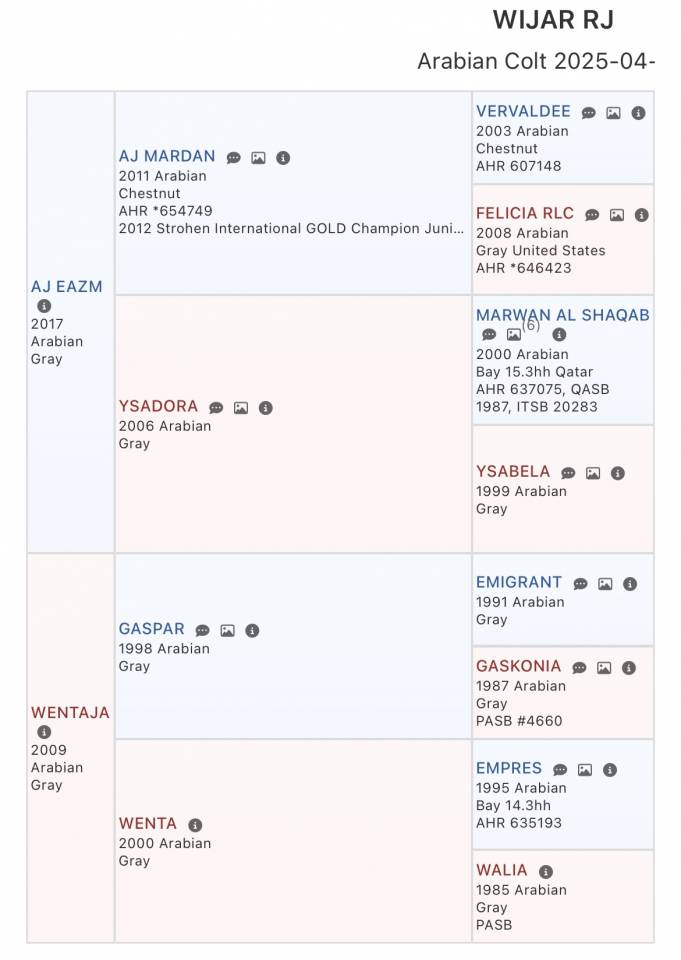 Arabisch volbloed colt (2025)
