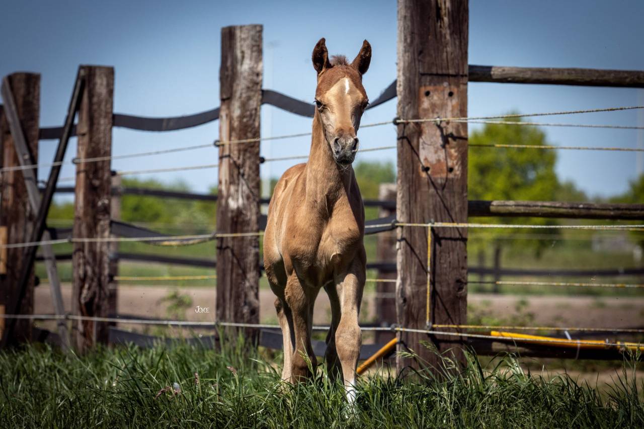 Arabisch volbloed colt (2025)