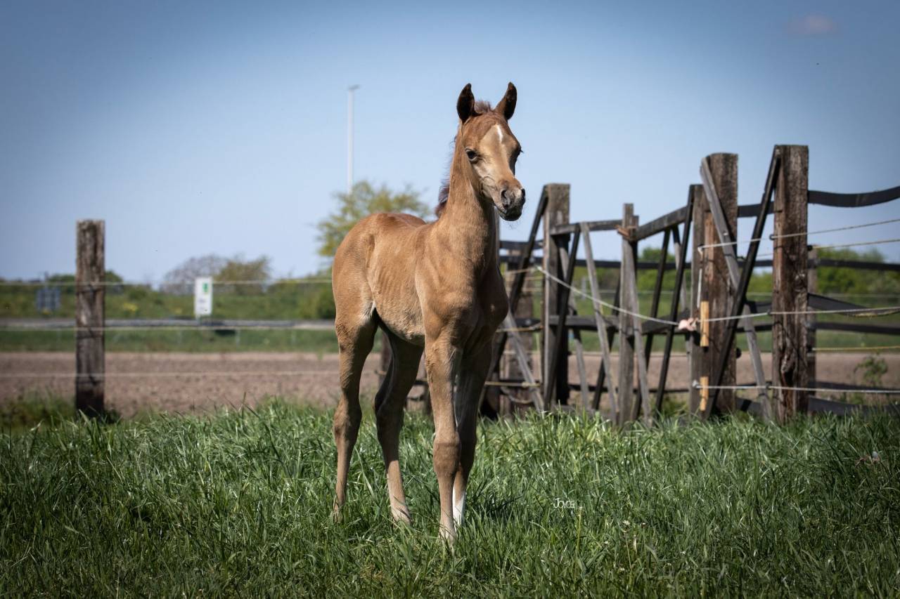 Arabisch volbloed colt (2025)