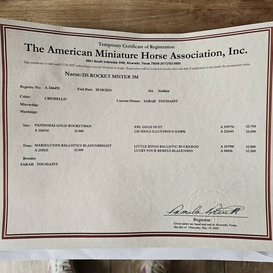 Dekhengst American Walking Te koop 2024 Cremello ,  PANDORAS GOLD ROCKETMAN