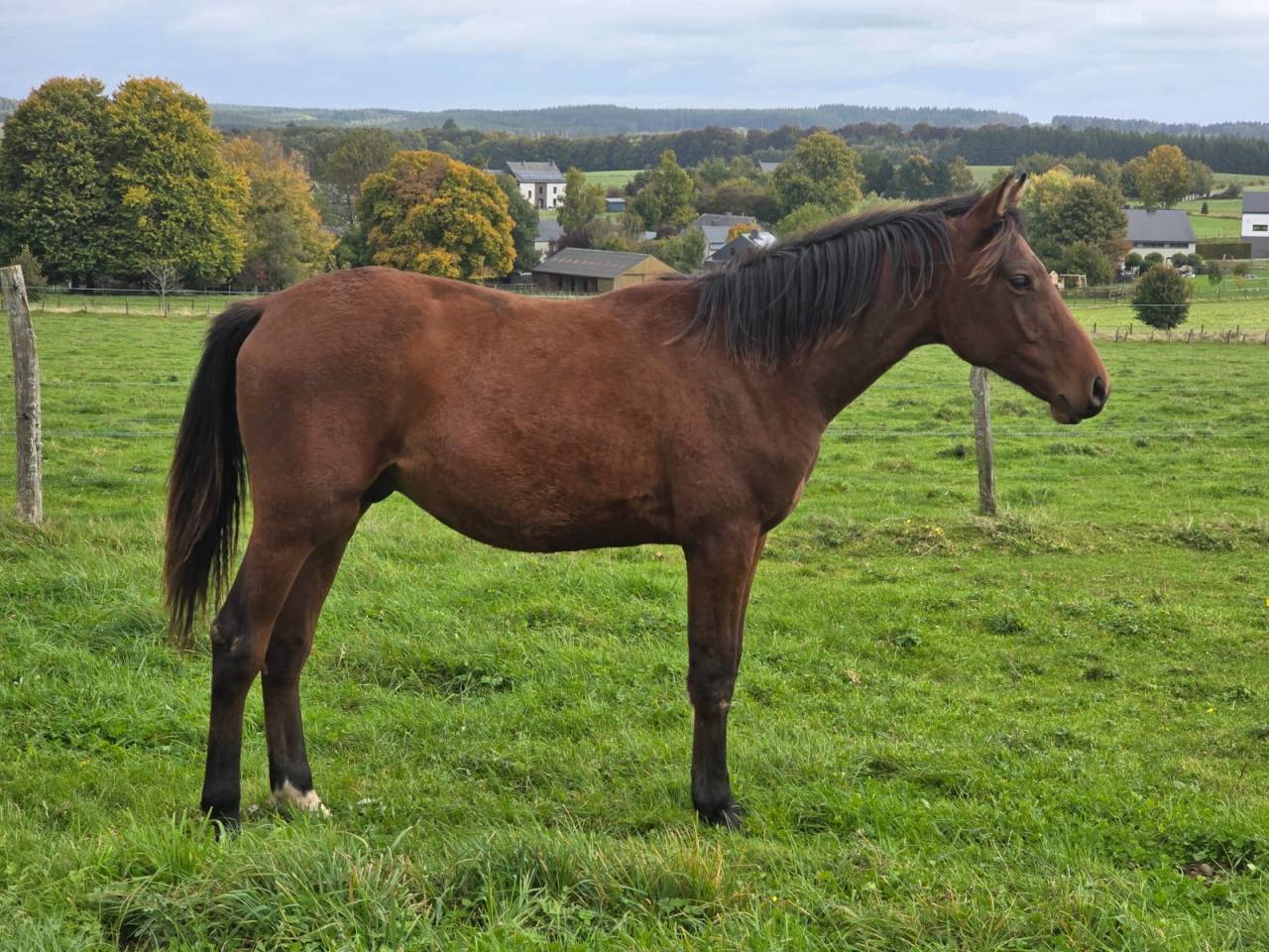 Ruin Belgisch sportpaard Te koop 2021 Donker bruin / bai ,  CHACCO BLUE