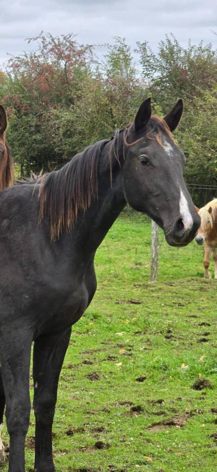 Ruin Belgisch sportpaard Te koop 2021 Donker bruin / bai ,  CHACCO BLUE