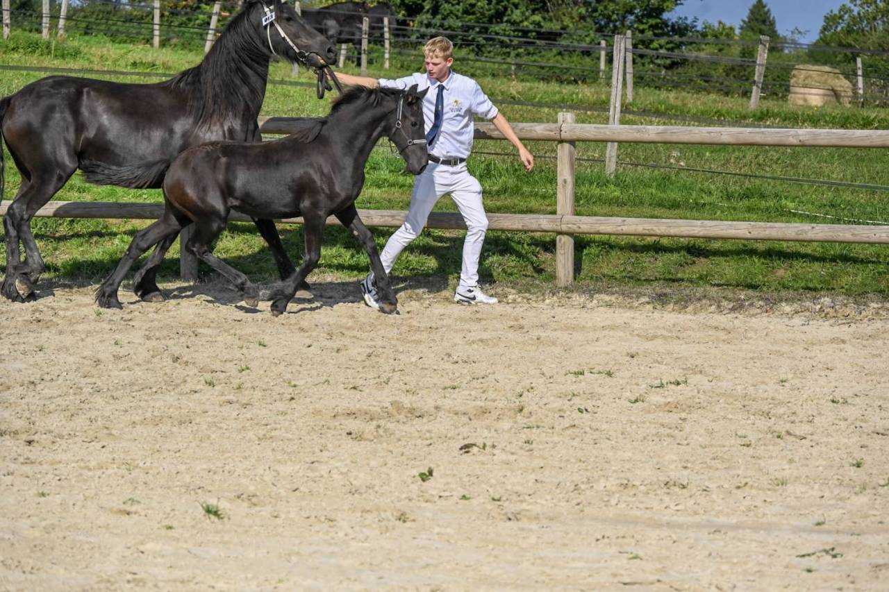 Veulen (vr) Fries Te koop 2025 Zwart ,  Menso