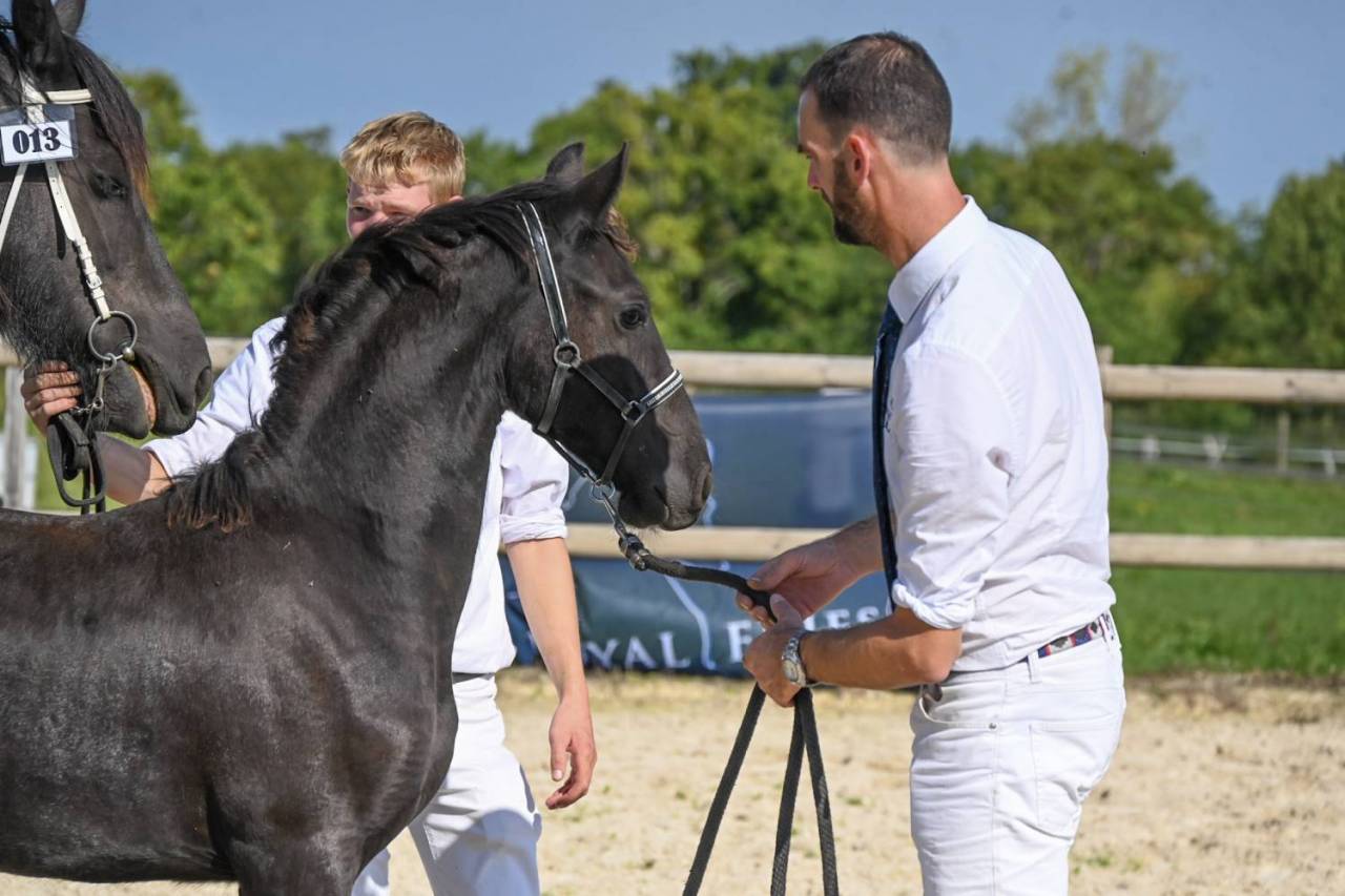 Veulen (vr) Fries Te koop 2025 Zwart ,  Menso