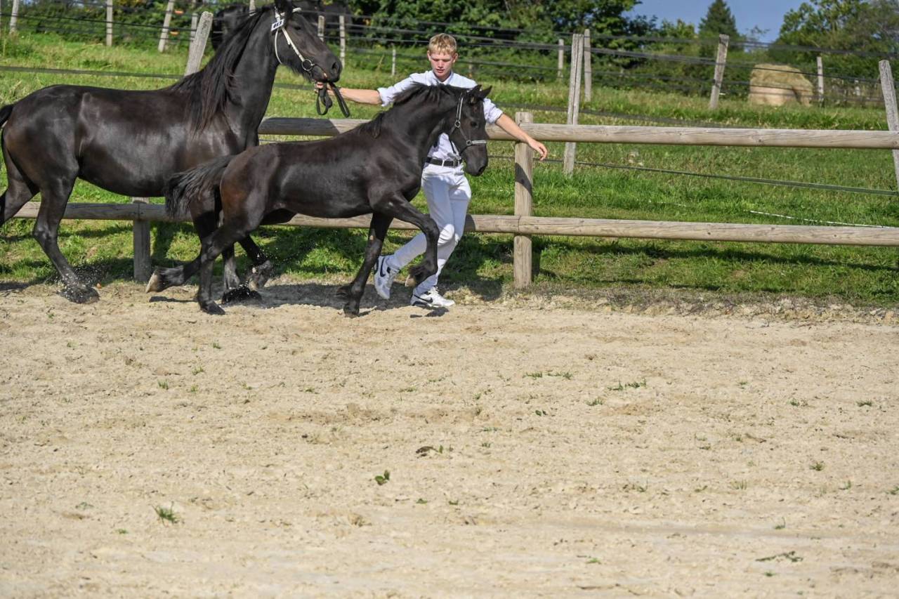 Veulen (vr) Fries Te koop 2025 Zwart ,  Menso