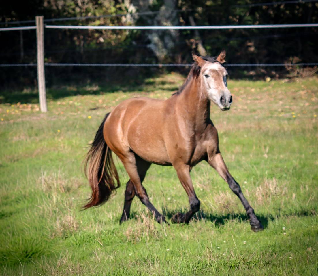 Merrie Bekend ras Te koop 2022 Schimmel ,  Amadeo de Ruyer (Lus)