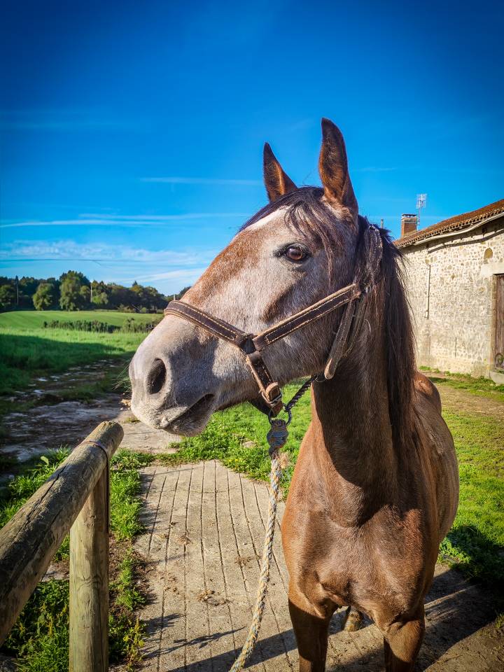 Merrie Bekend ras Te koop 2022 Schimmel ,  Amadeo de Ruyer (Lus)