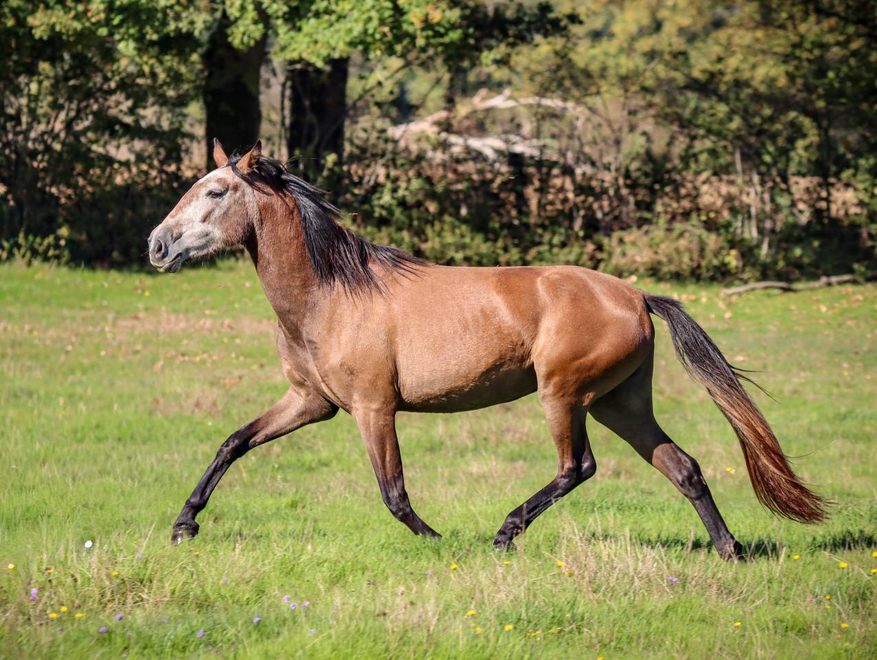 Merrie Bekend ras Te koop 2022 Schimmel ,  Amadeo de Ruyer (Lus)