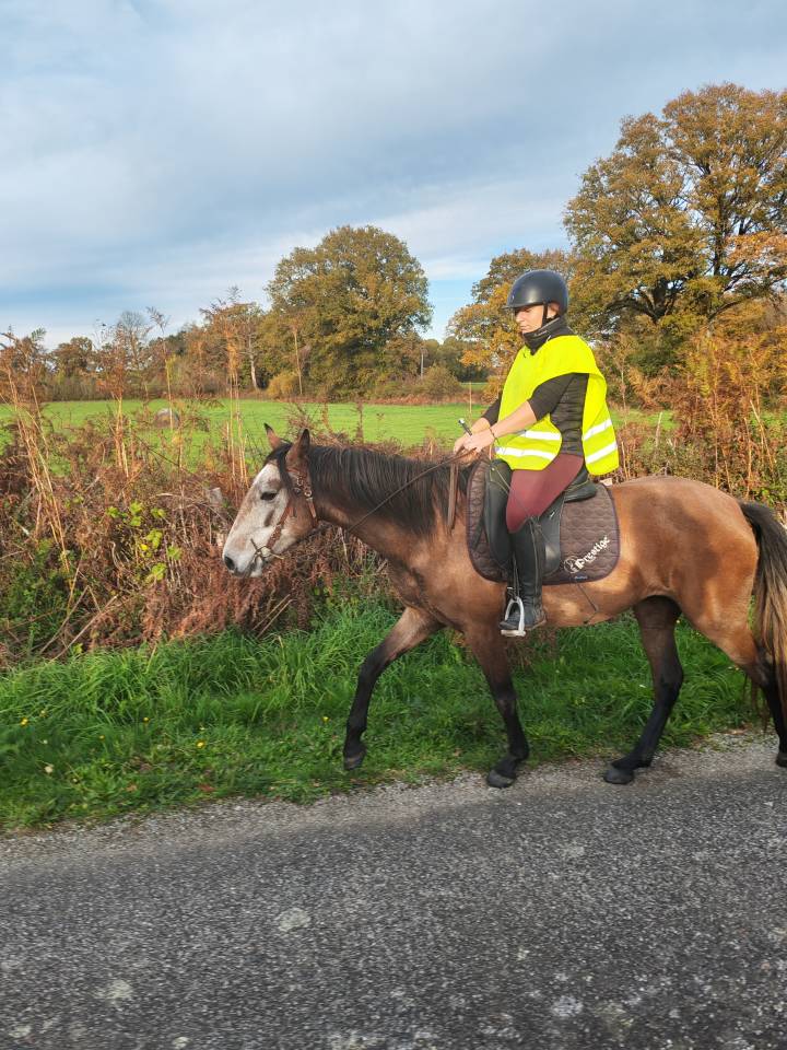 Merrie Bekend ras Te koop 2022 Schimmel ,  Amadeo de Ruyer (Lus)