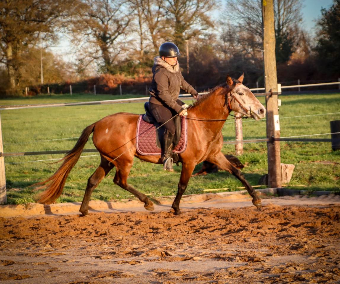 Merrie Bekend ras Te koop 2022 Schimmel ,  Amadeo de Ruyer (Lus)