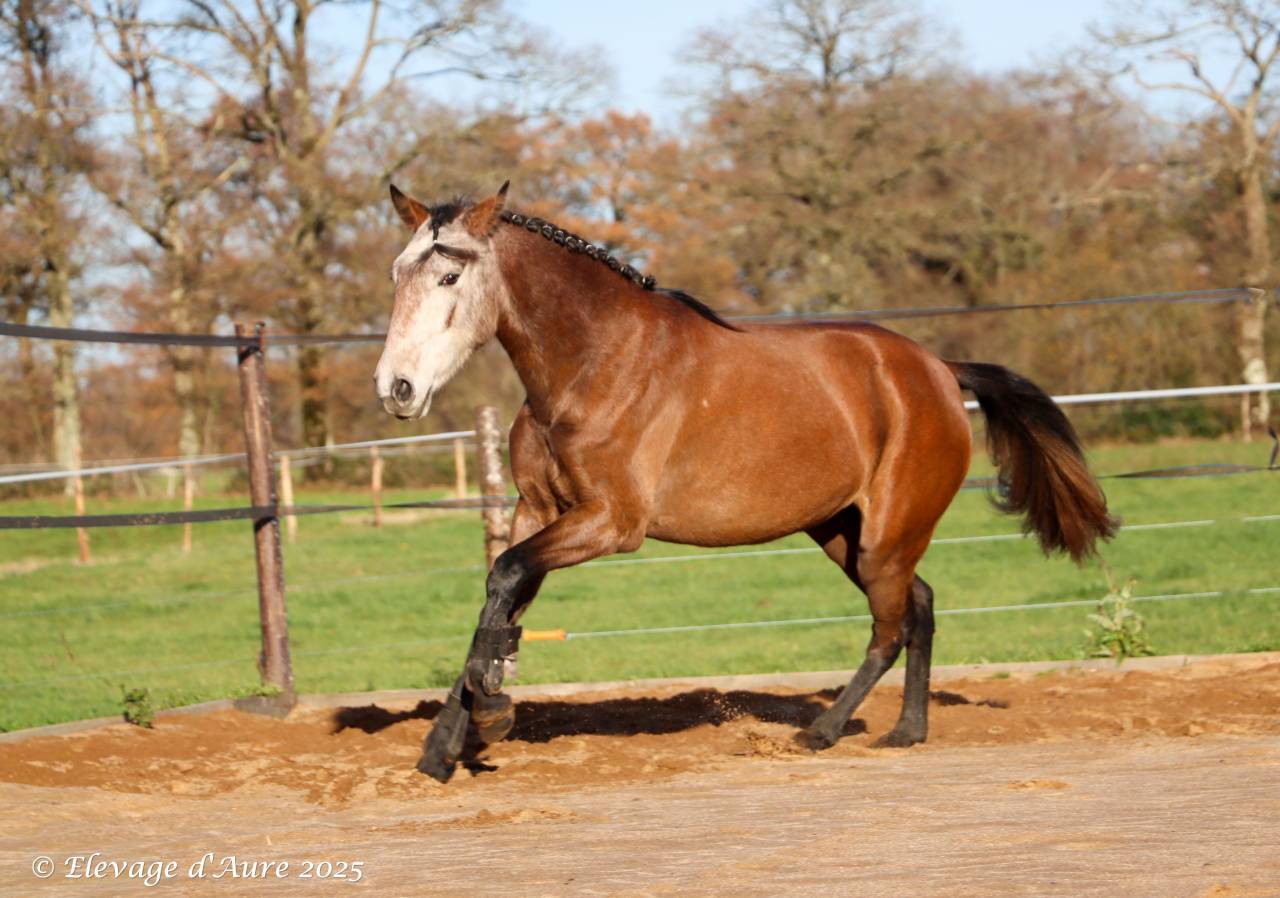 Merrie Bekend ras Te koop 2022 Schimmel ,  Amadeo de Ruyer (Lus)