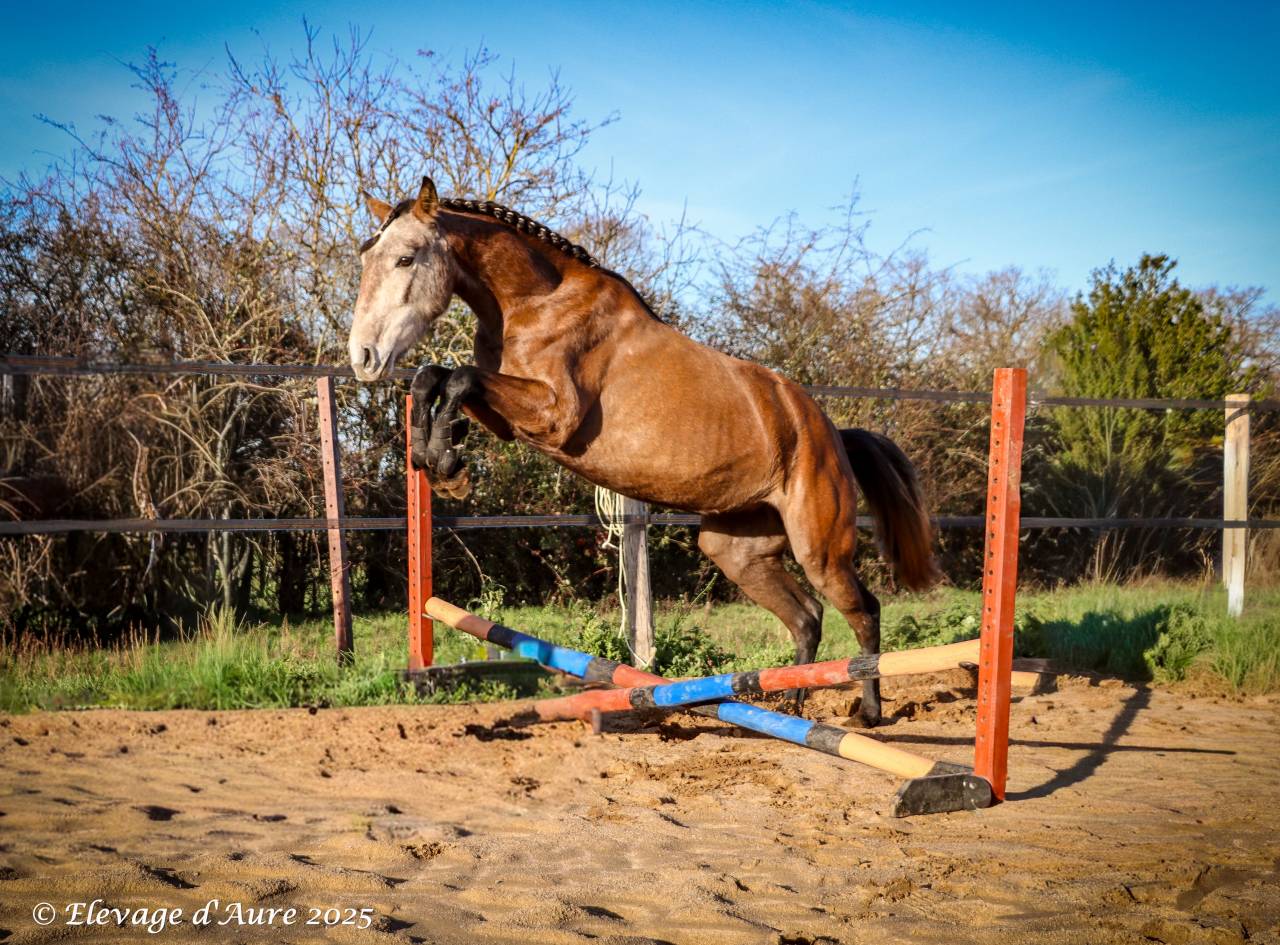 Merrie Bekend ras Te koop 2022 Schimmel ,  Amadeo de Ruyer (Lus)