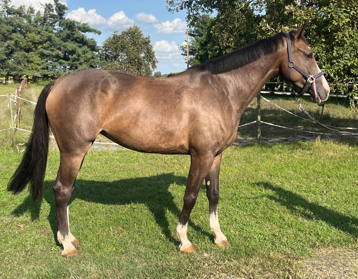 Merrie Italiaans rijpaard  Te koop 2018 Donker bruin / bai ,  Ustionov