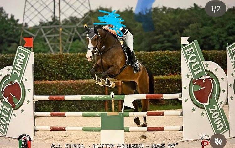 Merrie Italiaans rijpaard  Te koop 2018 Donker bruin / bai ,  Ustionov