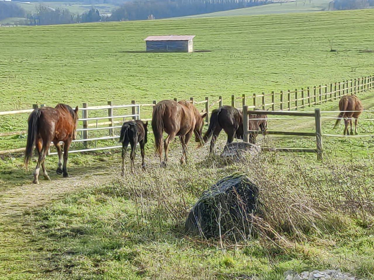 Hippisch vastgoed Koop Haute-Saône