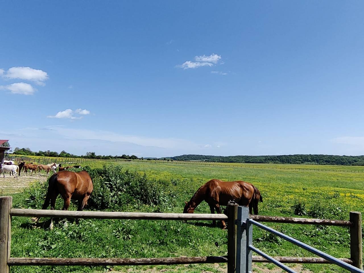 Hippisch vastgoed Koop Haute-Saône