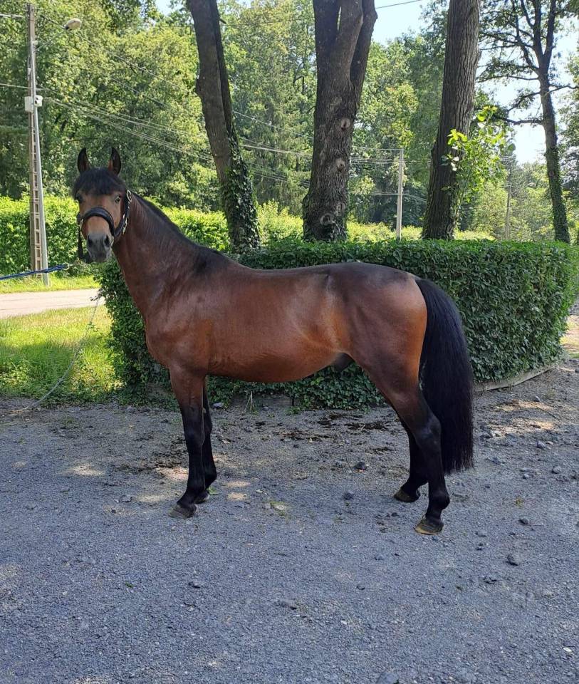 Ruin Franse rijpony PFS Te koop 2021 Bruin / Bai ,  MOVIE STAR TILIA PFS
