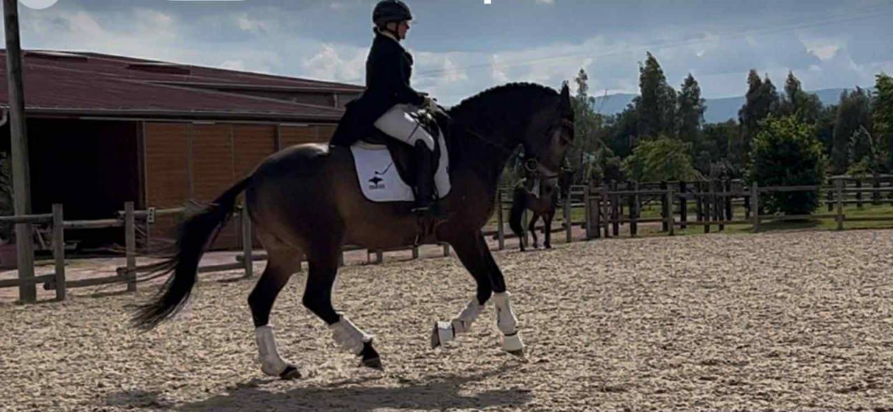 Ruin Lusitano Te koop 2018 Isabel