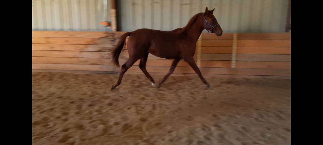 Veulen (ml) Oldenburger Te koop 2024 Vos ,  Fornsbacher