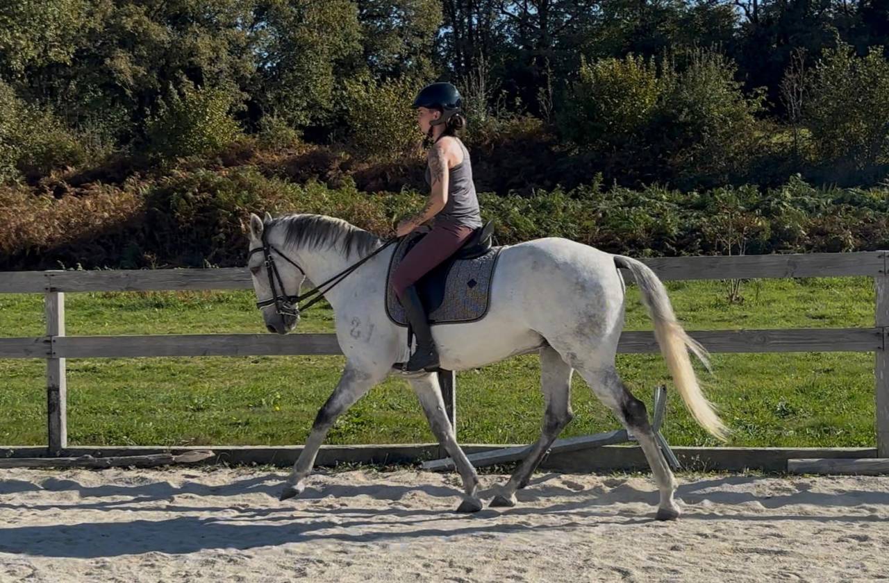 Ruin Lusitano Te koop 2016 Schimmel ,  Zenite
