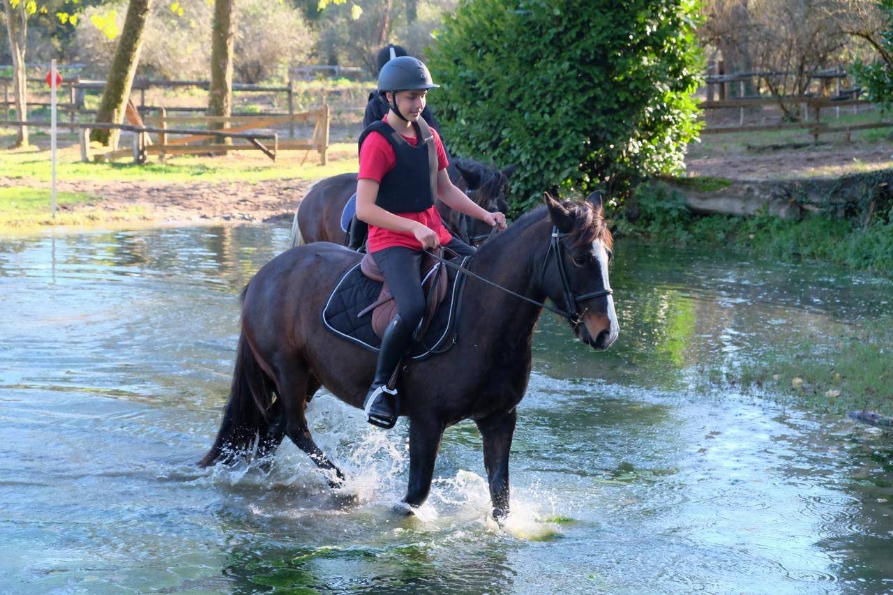 Merrie Andere pony rassen Te koop 2013 Bruin / Bai