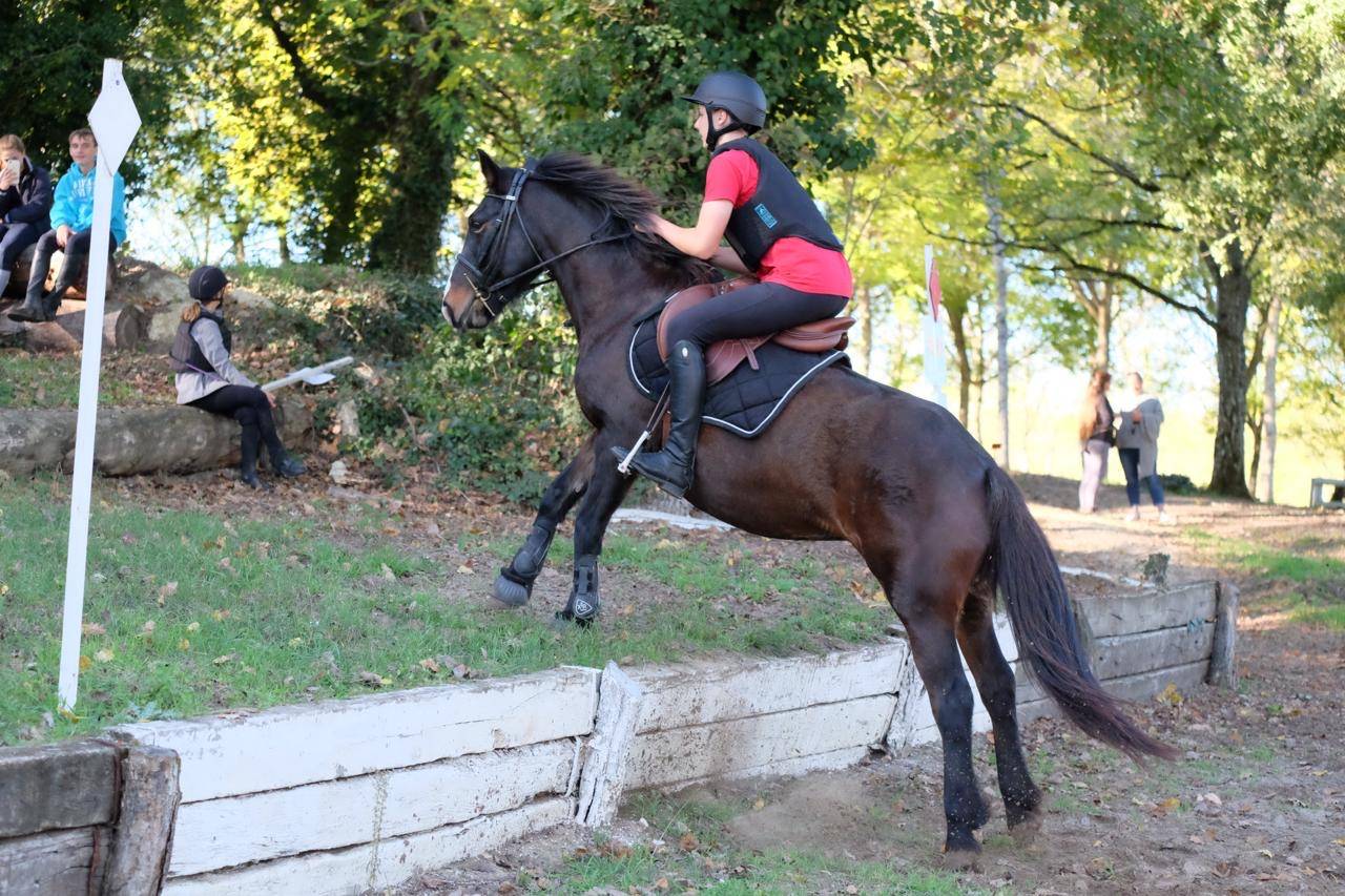 Merrie Andere pony rassen Te koop 2013 Bruin / Bai