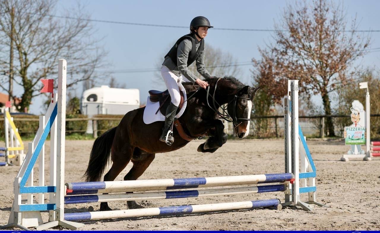 Merrie Andere pony rassen Te koop 2013 Bruin / Bai