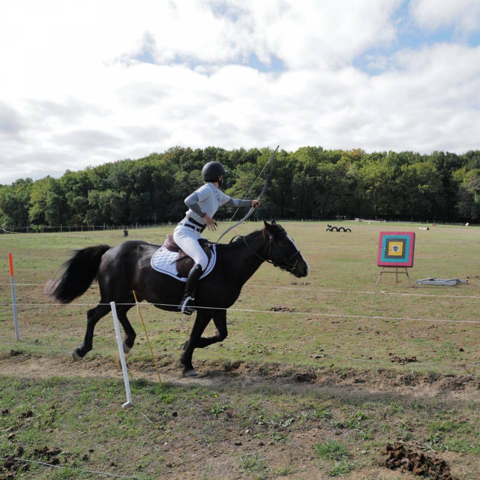 Merrie Andere pony rassen Te koop 2013 Bruin / Bai