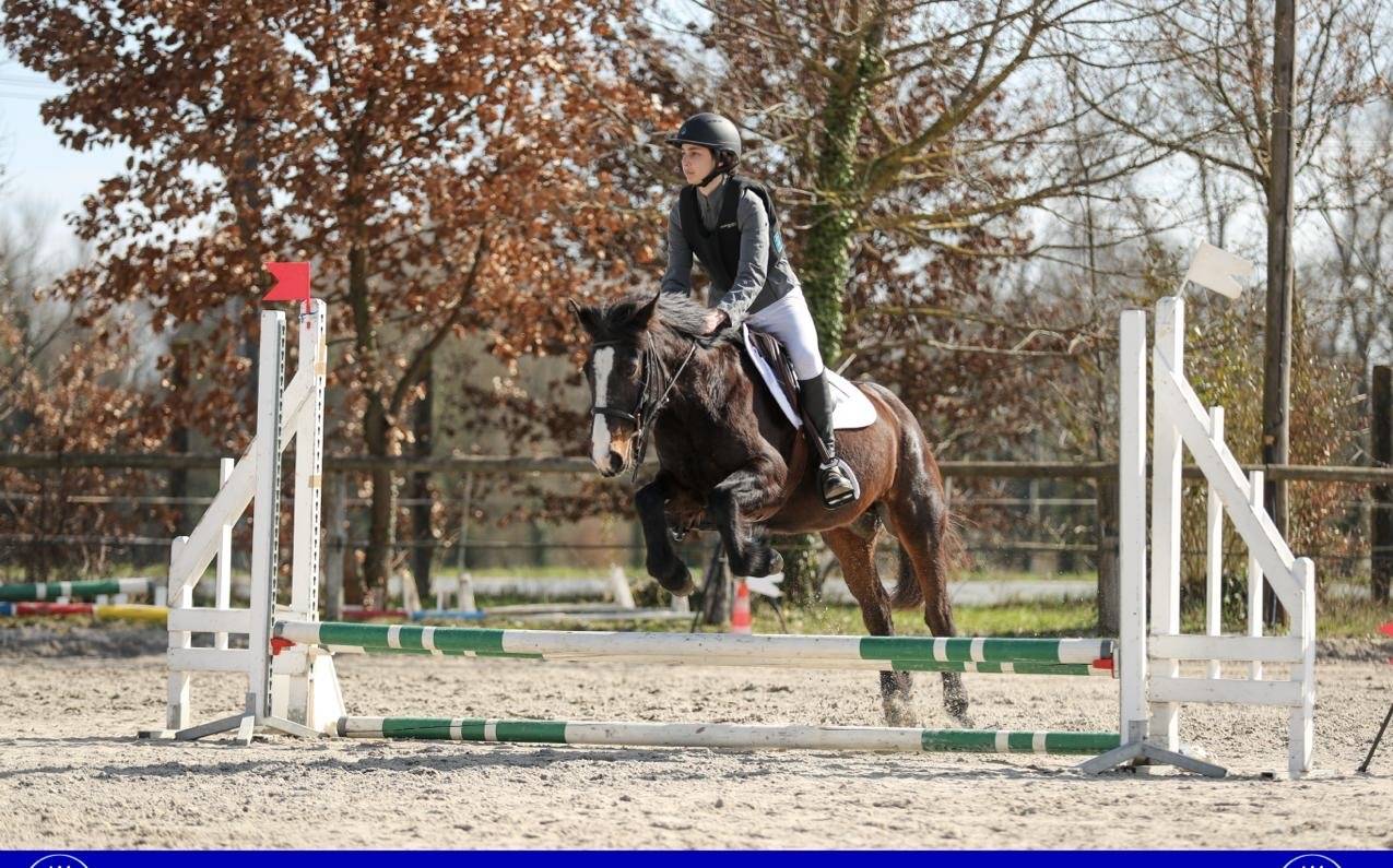 Merrie Andere pony rassen Te koop 2013 Bruin / Bai