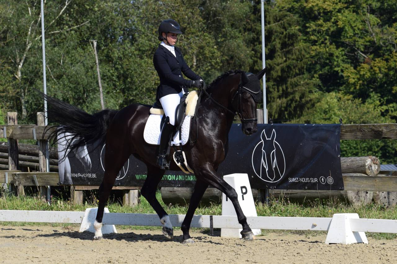 Ruin Oldenburger Te koop 2016 Zwart ,  don juan de hus