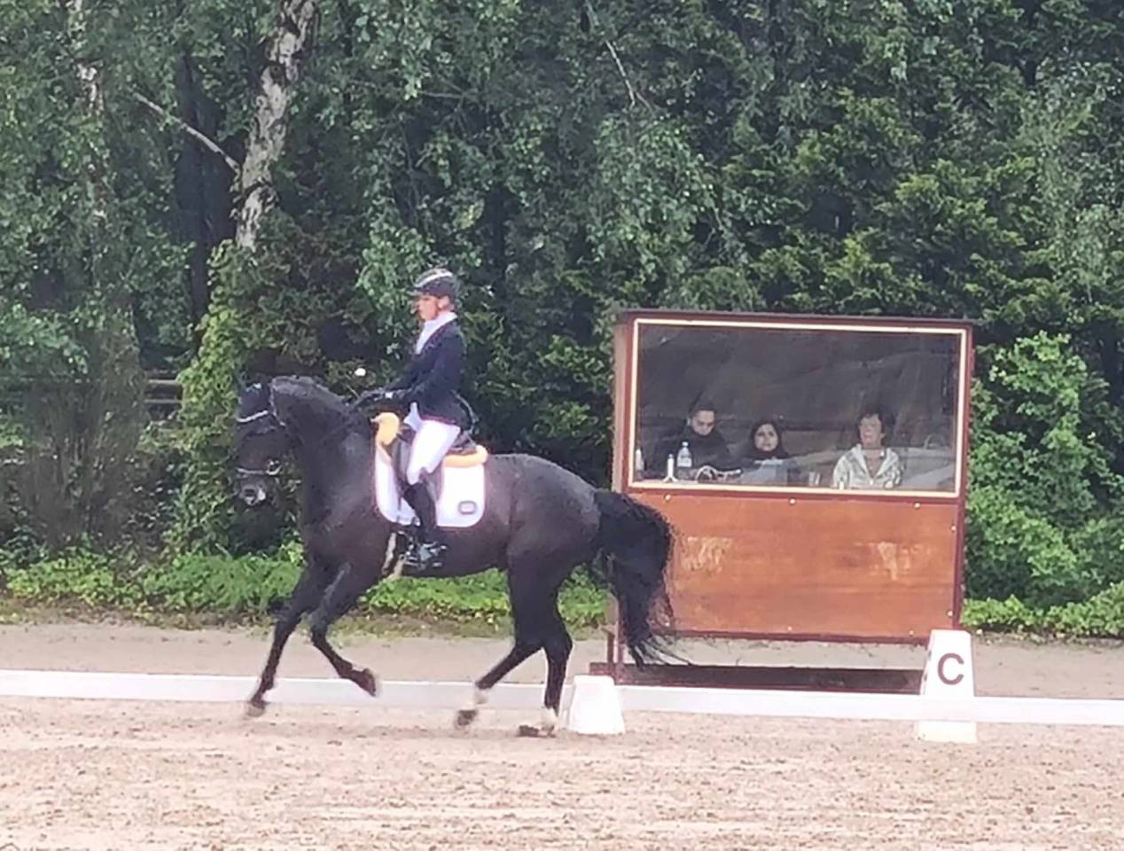 Ruin Oldenburger Te koop 2016 Zwart ,  don juan de hus