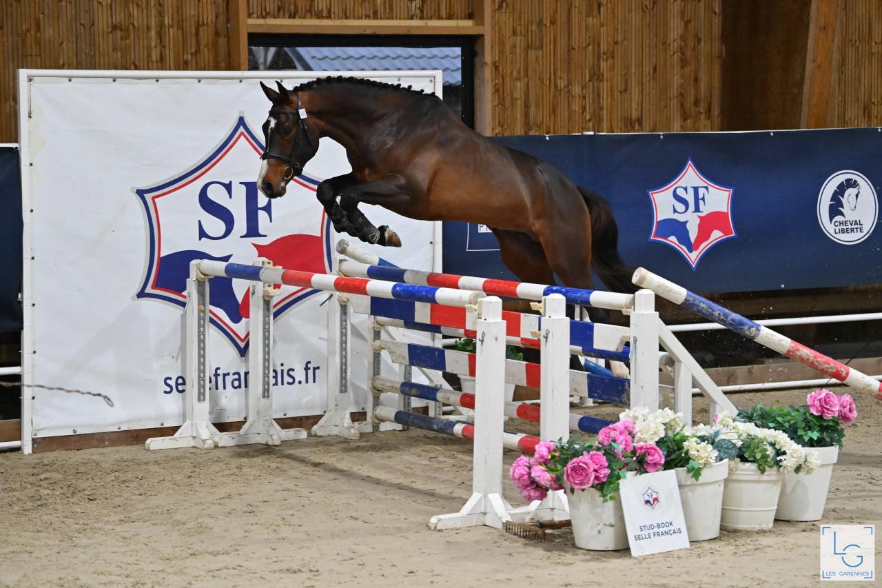 Ruin Selle Français Te koop 2021 Donker bruin / bai