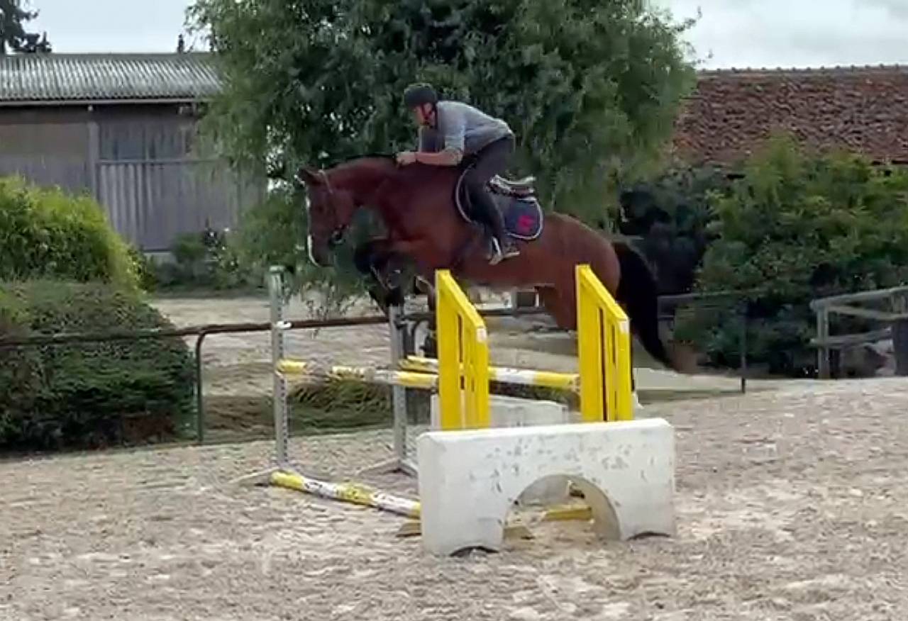 Ruin Selle Français Te koop 2021 Donker bruin / bai