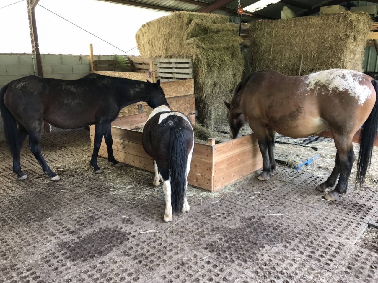 Mooi hippisch vastgoed Koop Cantal