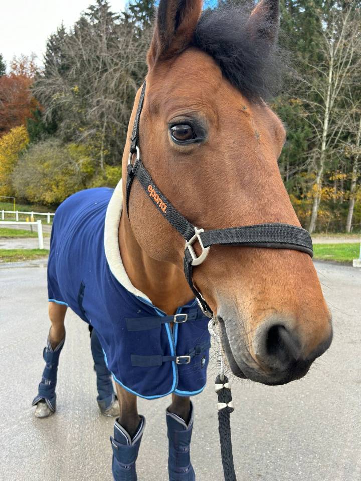 Ruin Selle Français Te koop 2012 Donker bruin / bai