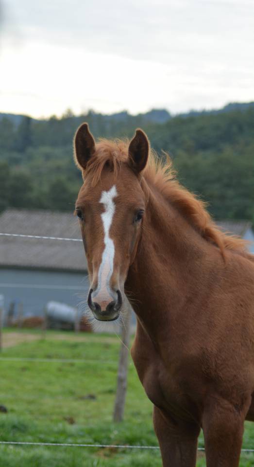 Veulen (ml) Selle Français Te koop 2025 Vos ,  SOLIMAN DE HUS