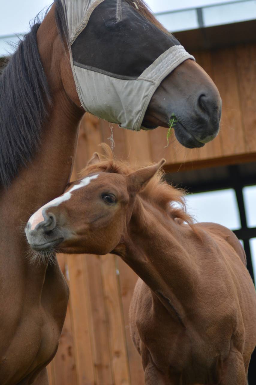 Veulen (ml) Selle Français Te koop 2025 Vos ,  SOLIMAN DE HUS