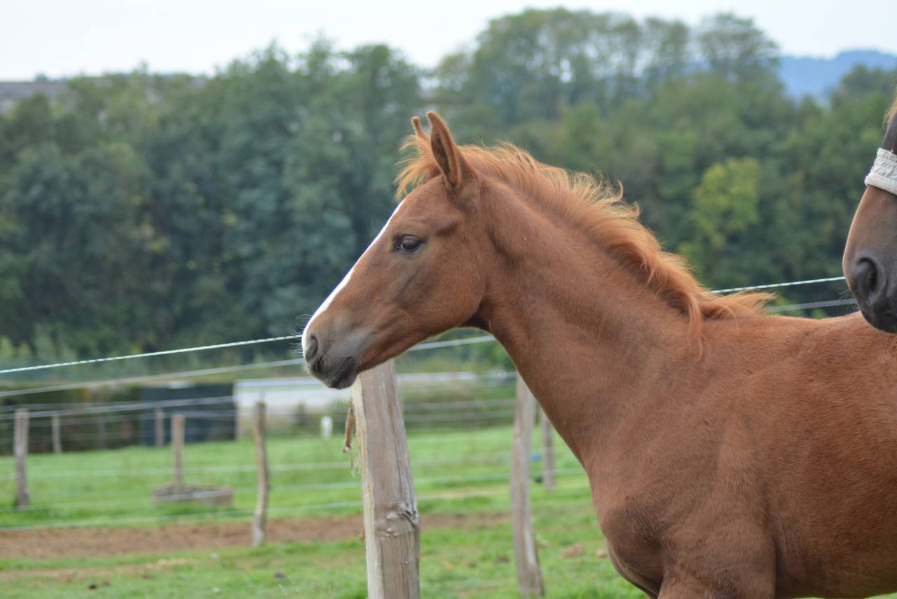 Veulen (ml) Selle Français Te koop 2025 Vos ,  SOLIMAN DE HUS