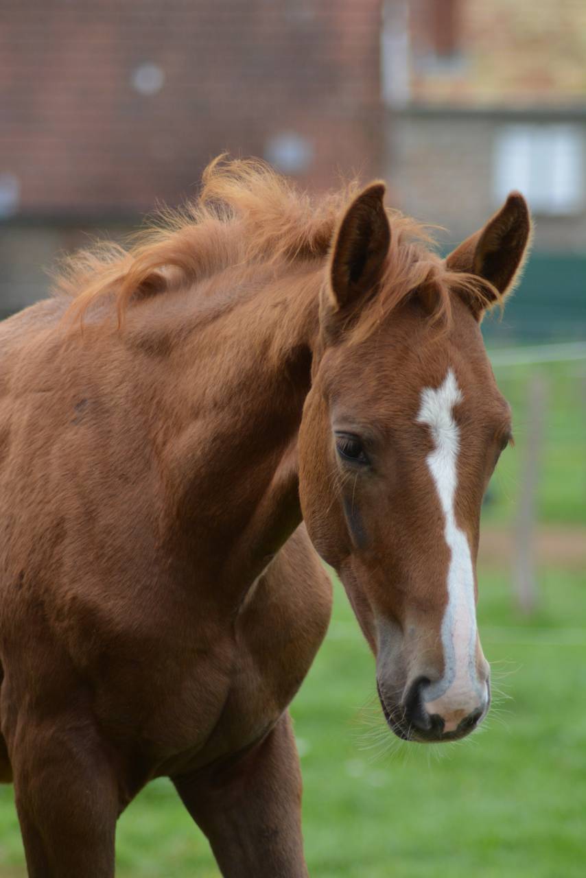 Veulen (ml) Selle Français Te koop 2025 Vos ,  SOLIMAN DE HUS